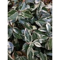 thumbnail image 6 of Variegated Asiatic Jasmine Minima  40 Live Plants  Easy-Grow Ground Cover  Lush, Trailing Green and White Foliage  Perfect for Gardens and Landscape Borders  Hardy Evergreen Plant, 6 of 9
