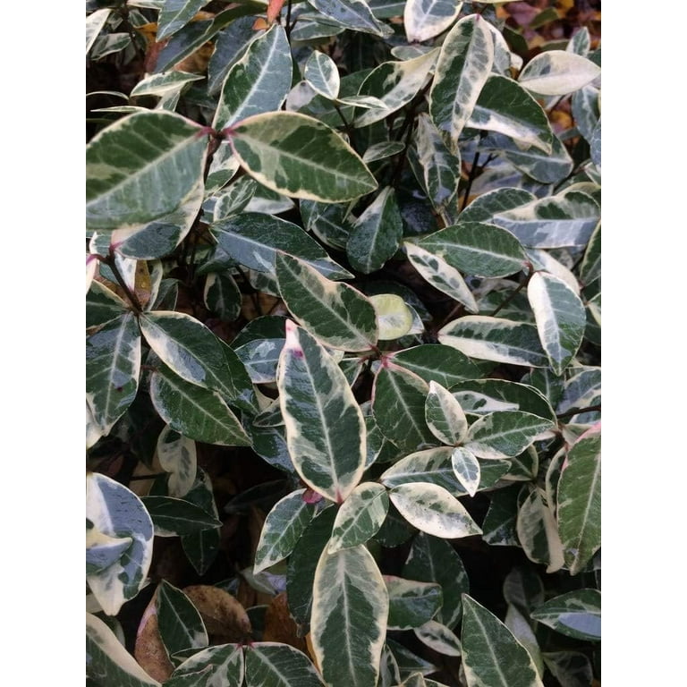 Florida Foliage Variegated Asiatic Jasmine Minima, 20 Live Plants