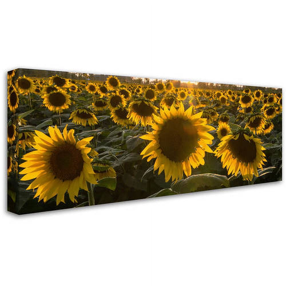 Trademark Fine Art "SUN Flower Love" Canvas Art by Kurt Shaffer