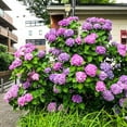 thumbnail image 5 of JingChun Artificial Fake Flowers Plants Silk Hydrangea 1 Flower Head Arrangements Wedding Bouquets Decorations Plastic Floral Table Centerpieces Home Kitchen Garden, 5 of 5