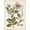 Unframed, variant on Art.com Vintage Flowering Trees III Art Print by 0 Unknown, 12" x 16"