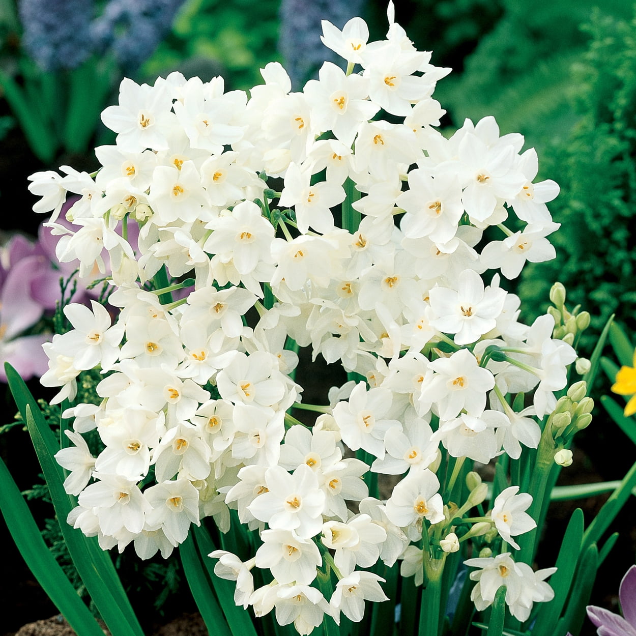 EuroBlooms Paperwhite Ziva, Indoor Plant Kit, White Blooms, Bright indoor light or filtered sunlight