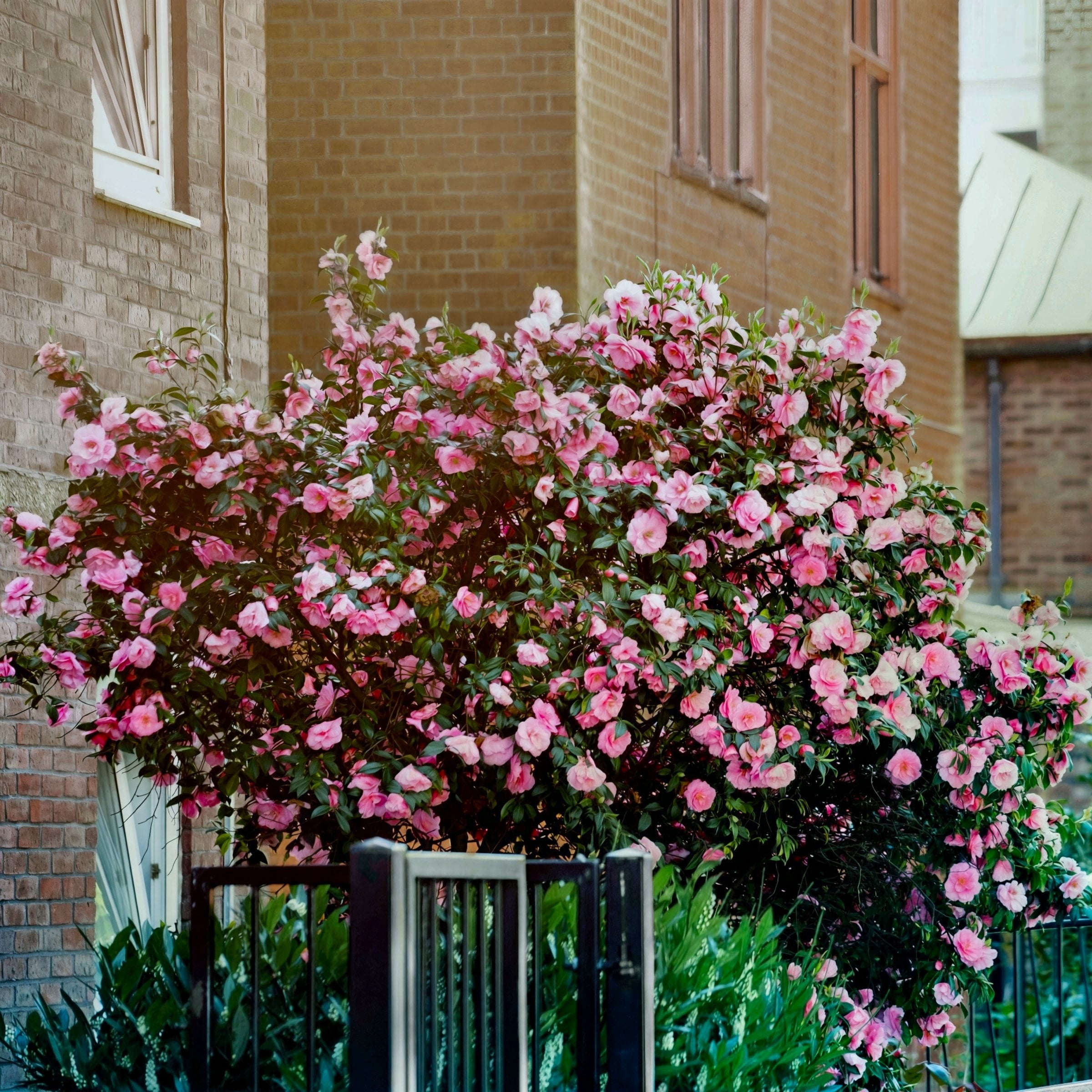 National Plant Network 1 gal. Camellia Taylors Perfection Live Shrub