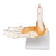 thumbnail image 1 of Modelo de pie humano, esqueleto anatómico de tobillo, huesos con ligamento, molde de tamaño natural 1 a 1, 1 of 15