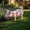 Baby Pink, variant on Sfirey Red Fox Garden Statue Resin Wildlife Sculpture 19.69" Outdoor Decor