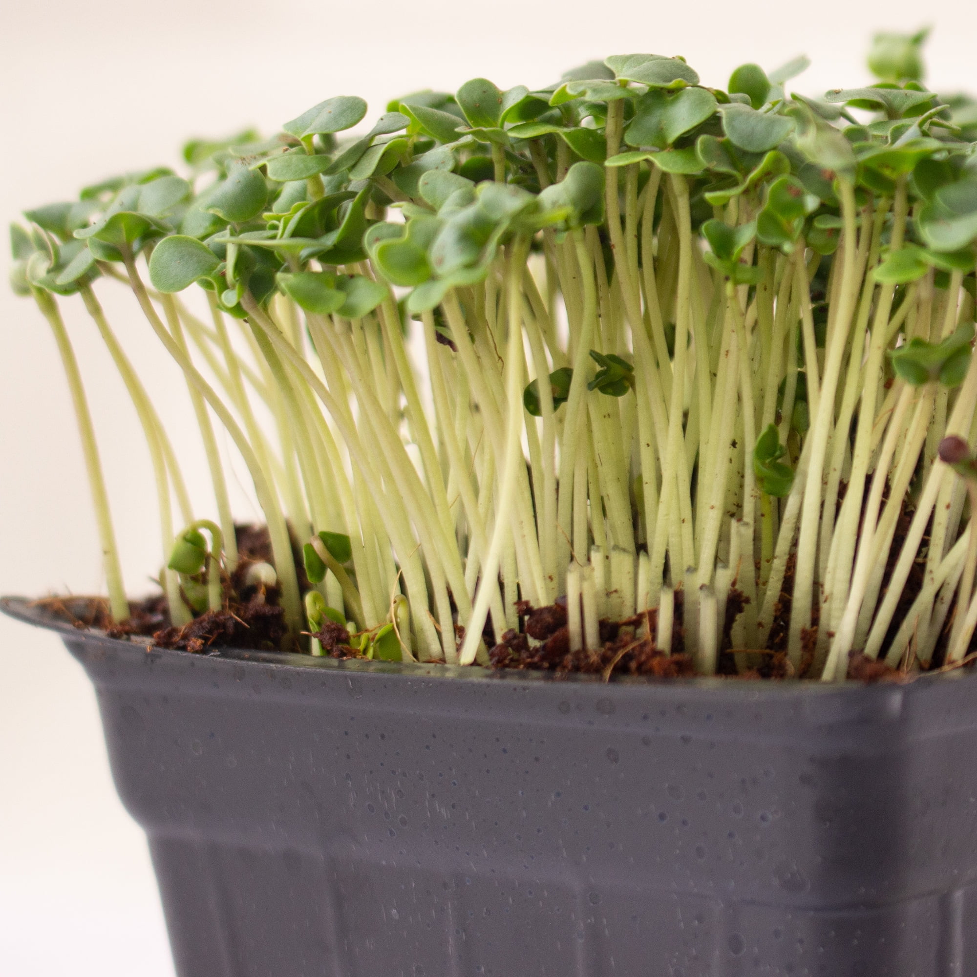 Broccoli Microgreens Seeds - 1 Lb ~16,000 Seeds - High Germination, Premium Seeds for Growing Broccoli Micro Greens - Non-GMO