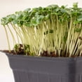 thumbnail image 5 of Mountain Valley Seed Company 1000 Broccoli Microgreens Plant Seeds, Non-GMO, 5 of 6