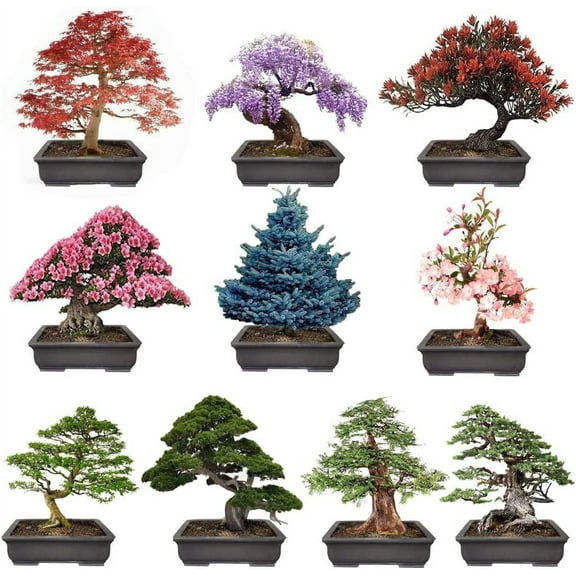 10 Popular Varieties of Non GMO Heirloom Bonsai Seeds Red Maple, elm Tree, Blue Spruce, Black Spruce, Black Pine, Wisteria, Sakura, Flame Tree, Bauhinia, Dawn Redwood