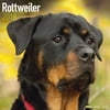 Rottweiler Calendar 2018 - Dog Breed Calendar - Wall Calendar 2017-2018