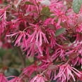 thumbnail image 2 of Brussel's Fringe Flower Bonsai - Medium - (Indoor), 2 of 5