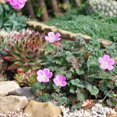 thumbnail image 2 of Erodium Variabile, Bishop Form, Heron's Bill - Pot Size: 3" (2.6x3.5") - Alpine Plants, Flowering Plants, 2 of 2