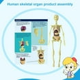 thumbnail image 4 of Human Body Torso Anatomy Model in Science Education Organs Removable Toy as Gift for 6-18 Year, 4 of 11