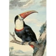thumbnail image 2 of Schouman, Aert 17x24 White Modern Wood Framed Museum Art Print Titled - Red-billed Toucan, c. 1748, 2 of 4