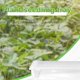 thumbnail image 4 of Plántulas Bandejas De Germinación Macetas De Plantas De Cultivo Interior Para El Inicio Y El Cultivo De Semillas 10 Uds Bandejas Methold HA035000-00, 4 of 6