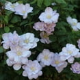 thumbnail image 3 of Direct Gardening Hakuba Clematis Vine Dormant Bare Root White Flowering Perennial Starter Plant, 3 of 4