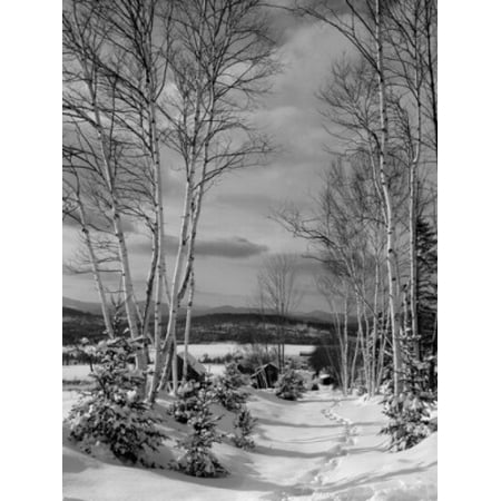 bare trees on a
