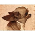 thumbnail image 2 of Fluharty, Thomas 24x19 Black Ornate Wood Framed with Double Matting Museum Art Print Titled - Profile-Chihuahua, 2 of 4