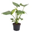 thumbnail image 1 of Usine de Philodendron 6-MONSTERA-DELICIOSA Monstera en Pot de 6 Po, 1 of 1