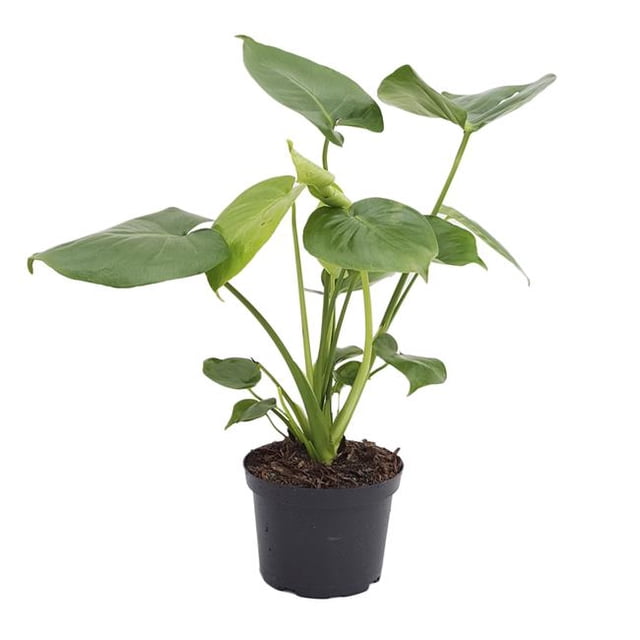 Usine de Philodendron 6-MONSTERA-DELICIOSA Monstera en Pot de 6 Po