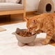 thumbnail image 5 of Ireezec Elevated Cat Food and Water Bowl, Anti-Vomit Slow Feeder, Tilted Design for Neck Support, Whisker Friendly Wide Shallow Dish, Non-Slip Ba, Large Capacity Pet Feeding Station, 5 of 6