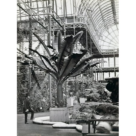 - Tropical plants in the Egyptian Room, Crystal Palace, Sydenham, London, 1854 Print Wall Art By Philip Henry Delamotte