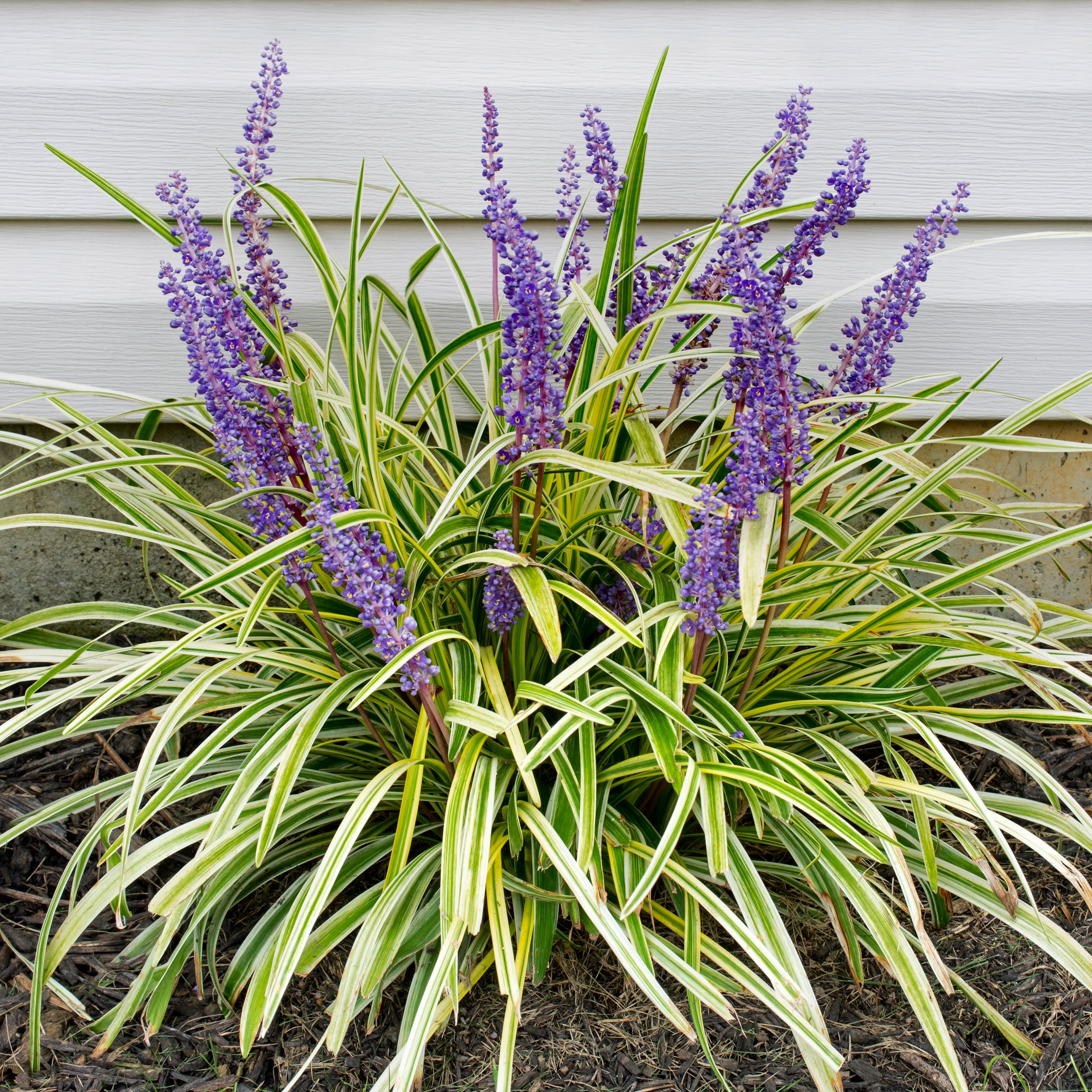 Live Grass 4" Variegated Liriope (6-Pack) with Full Sunlight