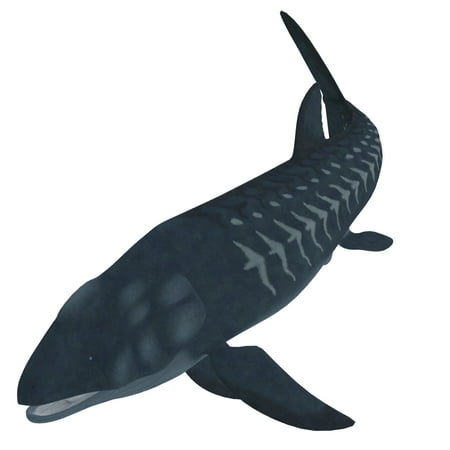 Leedsichthys an extinct bony fish from the Mesozoic Era Canvas Art - Corey FordStocktrek Images (29 x 29)