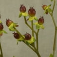 thumbnail image 2 of Burgundy Hypericum Berry Spray 25.5" Tall With 5 Shoots Of Berries, 2 of 2