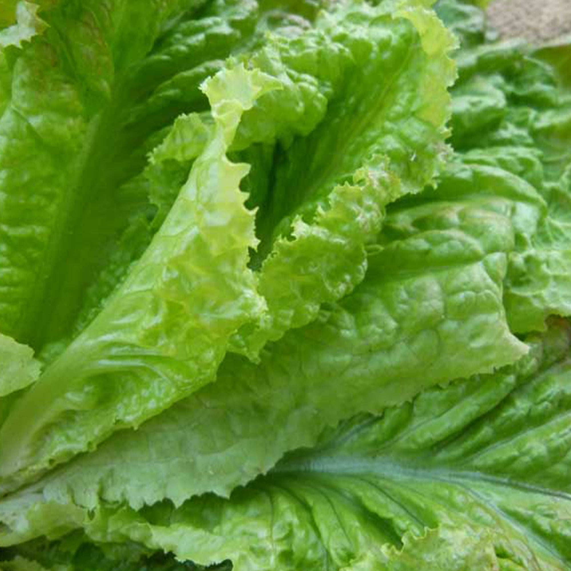 Prizehead Lettuce Seed 500 mg 300 Seeds Heirloom, Open Pollinated