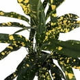 thumbnail image 2 of Sloppy Painter Croton - 6" Pot - Colorful House Plant, 2 of 2