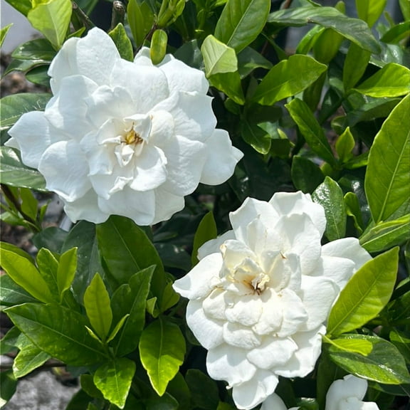 August Beauty Gardenia - Gardenia jasminoides 'August Beauty'