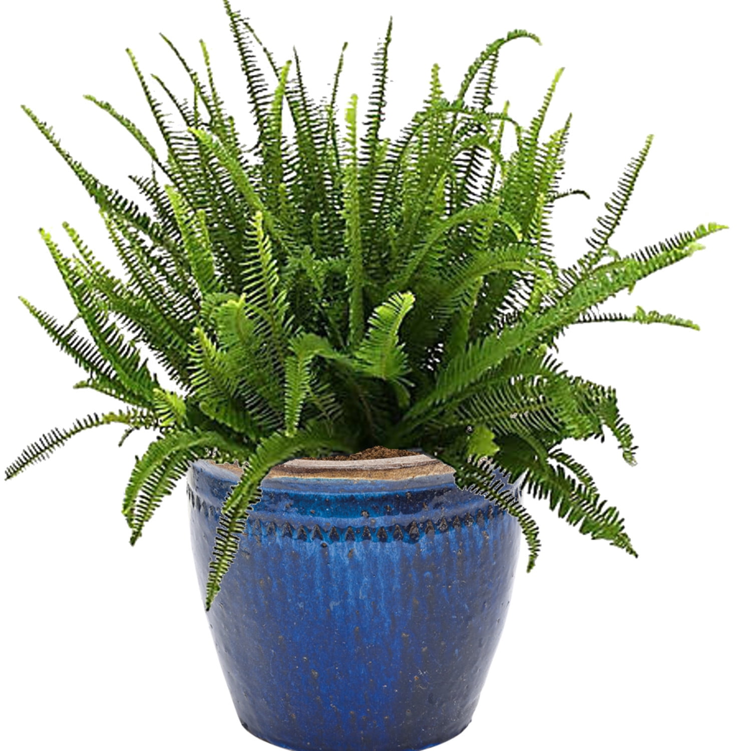 Proven Winners 8" 'Kimberley Queen' Australian Sword Fern Live Plant in 6.5" Pot