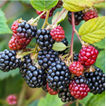 thumbnail image 3 of Set 2 Osage Blackberry Plants Live for Planting, Blackberries Plants Fruit Bushes Outdoor Garden 4 to 6 Inch Tall, 3 of 6