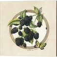 thumbnail image 2 of Great Art Now Blackberries, Blueberries, Cranberries & Gooseberries by Brenda Tustian 4 Piece Canvas Art Set Each 14W x 14H, 2 of 6