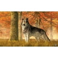 thumbnail image 2 of Eskridge, Daniel 18x13 White Modern Wood Framed Museum Art Print Titled - A Wolf In Autumn, 2 of 4