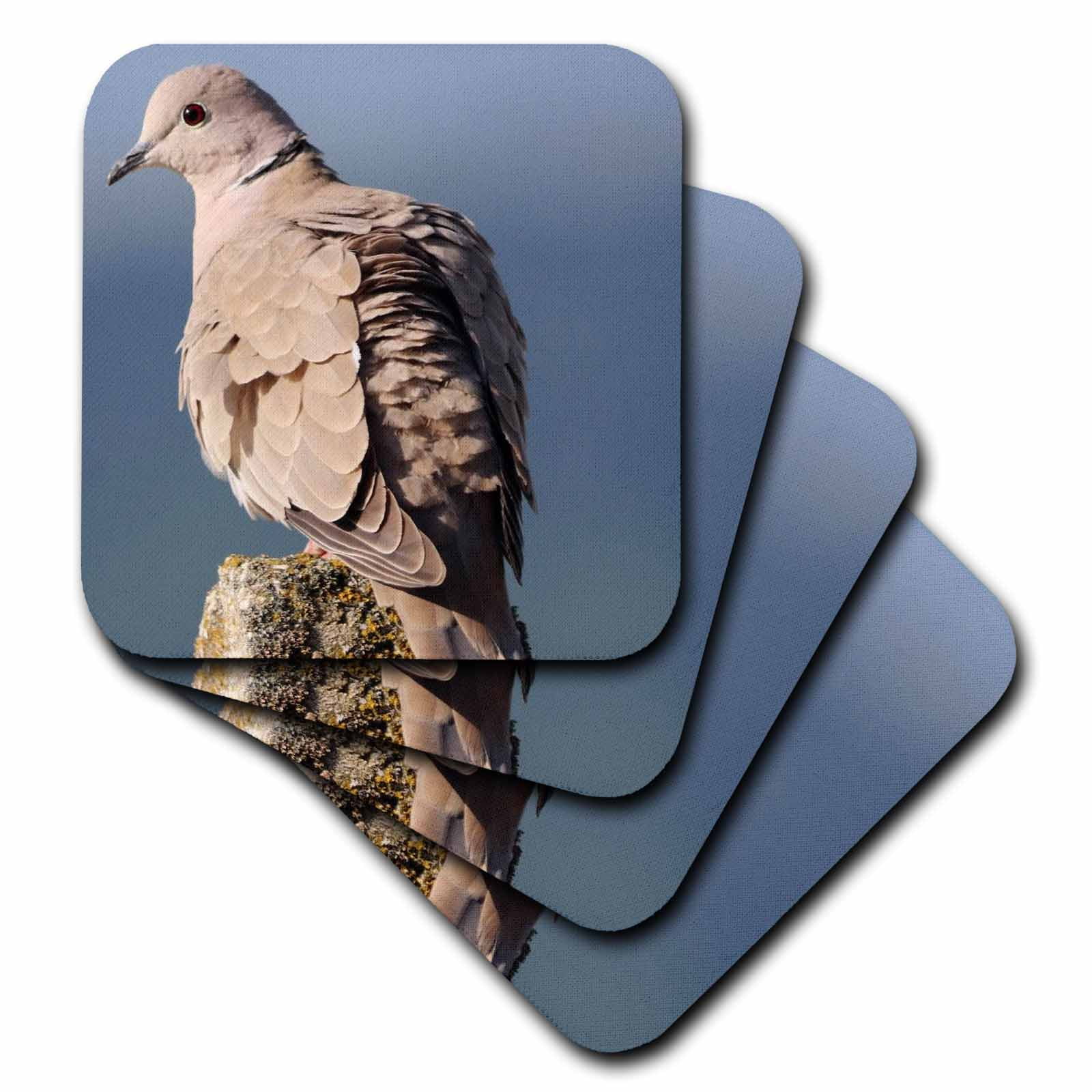 Ring necked dove is a Cape turtle dove or halfcollared dove set of 4