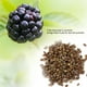 thumbnail image 3 of 5 paquetes/juego de semillas comestibles de mora dulce, fruta, baya negra dulce, plantas de nutrición completa, 3 of 8