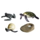 thumbnail image 2 of 4 Uds. Ciclo de vida de tortugas marinas, ciclo de vida de crecimiento de animales marinos, juguete educativo, material didáctico para el aprendizaje, 2 of 9