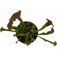 thumbnail image 2 of Sarracenia 'Maroon' Carnivorous Pitcher Plant, 2 of 3