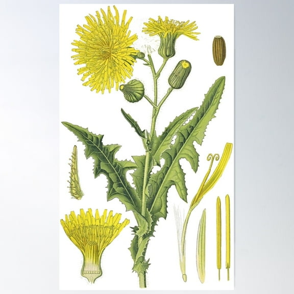 Vintage - Flower - Dandelion Poster Wall Art, Modern Wall Decor For Living Room Bedroom, 8x12 UNFRAMED