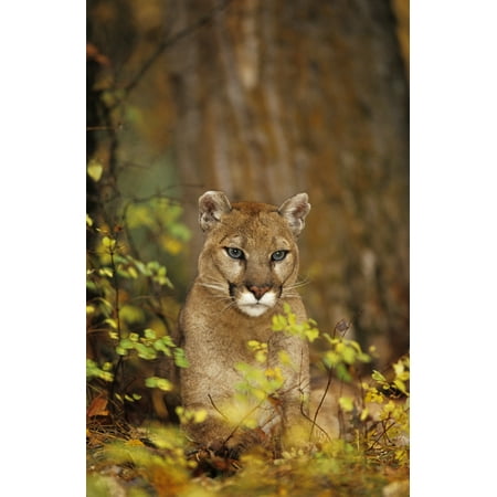 Adult Female Cougar (Puma Concolor) In Forest Canvas Art - Rebecca Grambo  Design Pics (11 x 18)