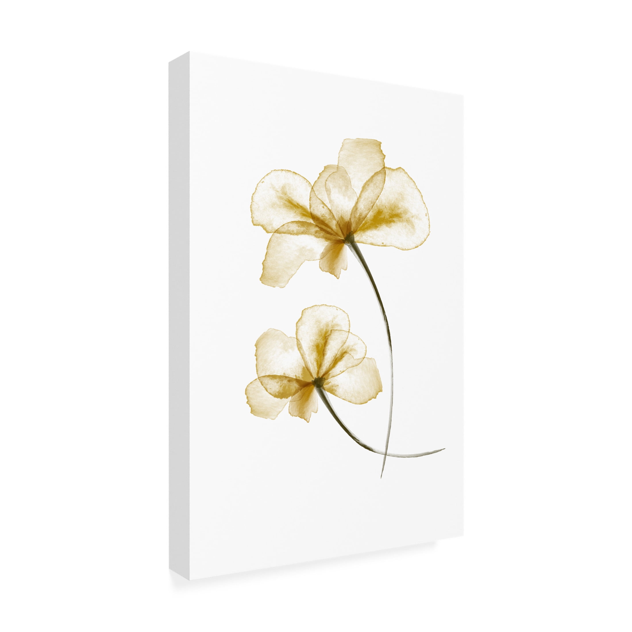 Canvas Wall Art - Pictufy Studio Ii 'Pressed Flowers' Wall Art for Living Room, Bedroom, or Office Décor by Trademark Fine Art - 22 x 32 Inches