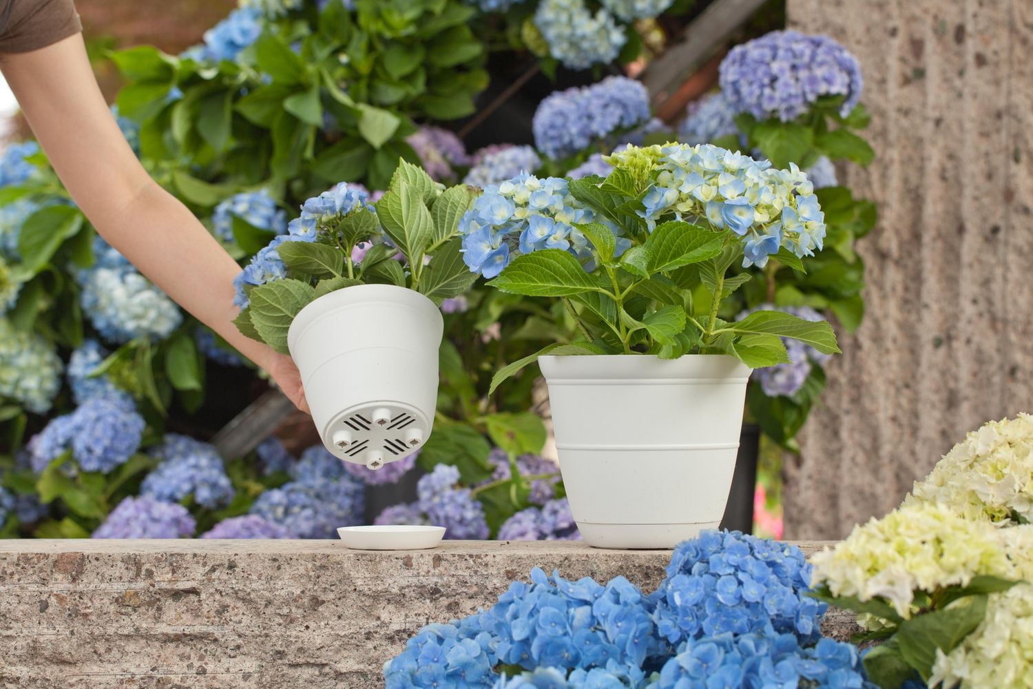 Mainstays Basic bell planter 12 inch White, Classic Design with Attached Tray Durable Weather Resistant, 12" white bottom tray. Durable, lightweight, and weather-resistant.