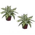 thumbnail image 1 of Silver Queen Silk Plant -Set of 2, 1 of 1