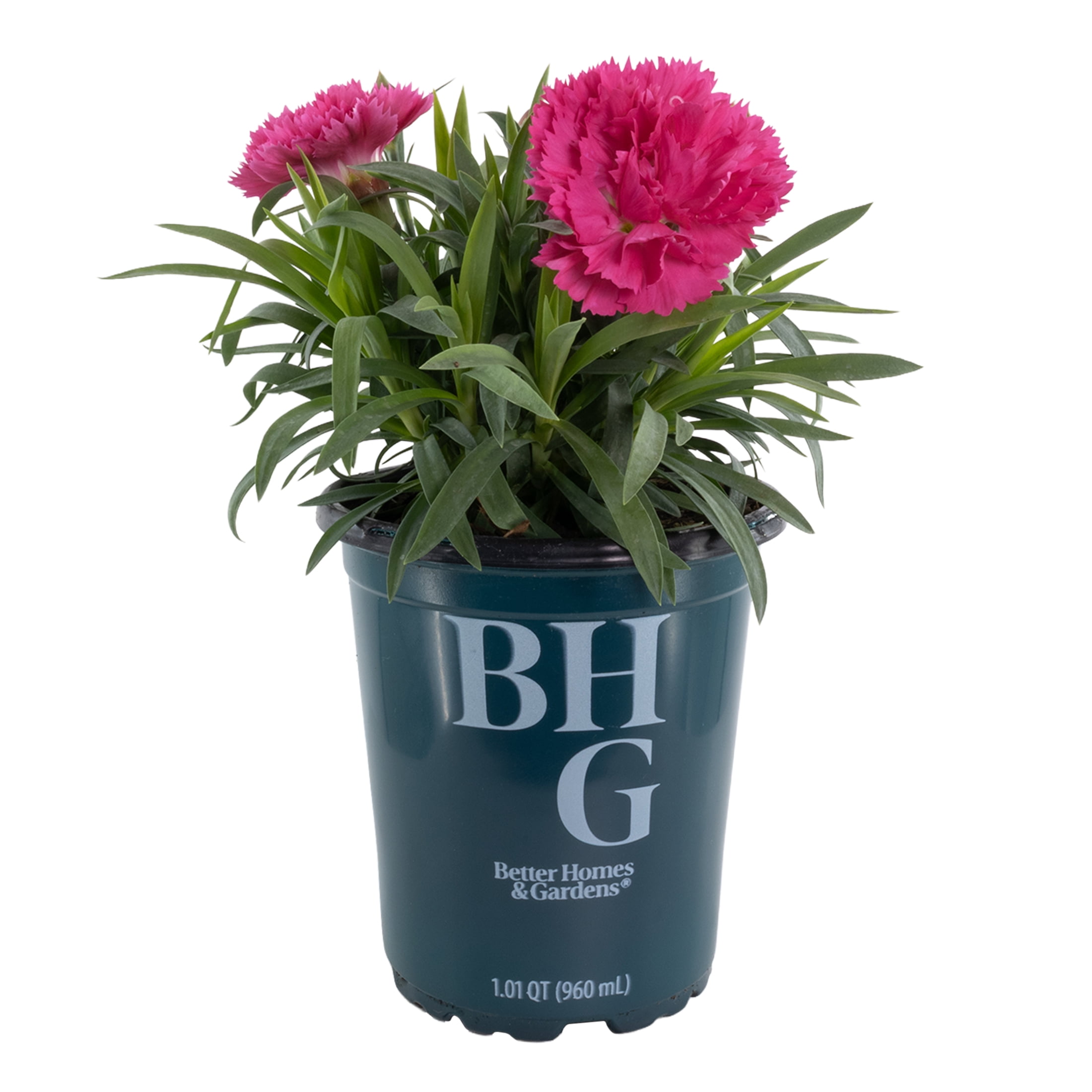 Better Homes and Gardens Outdoor Live Plant Asiatic Lily Tiny Ink