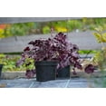 thumbnail image 3 of Seedville 50 Palace Purple Heuchera Flower Seeds, Shade or Sun, Coral Bells, 3 of 6