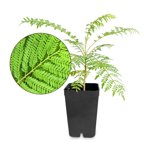 My Shelfie - Mini Jacaranda Tree, 3-4 Inch Tall Bonsai Tree in 2-Inch Pot, Trees Live Plants Outdoor Hardiness Zones 9-11, Bonsai Tree Live with Purple Flowers