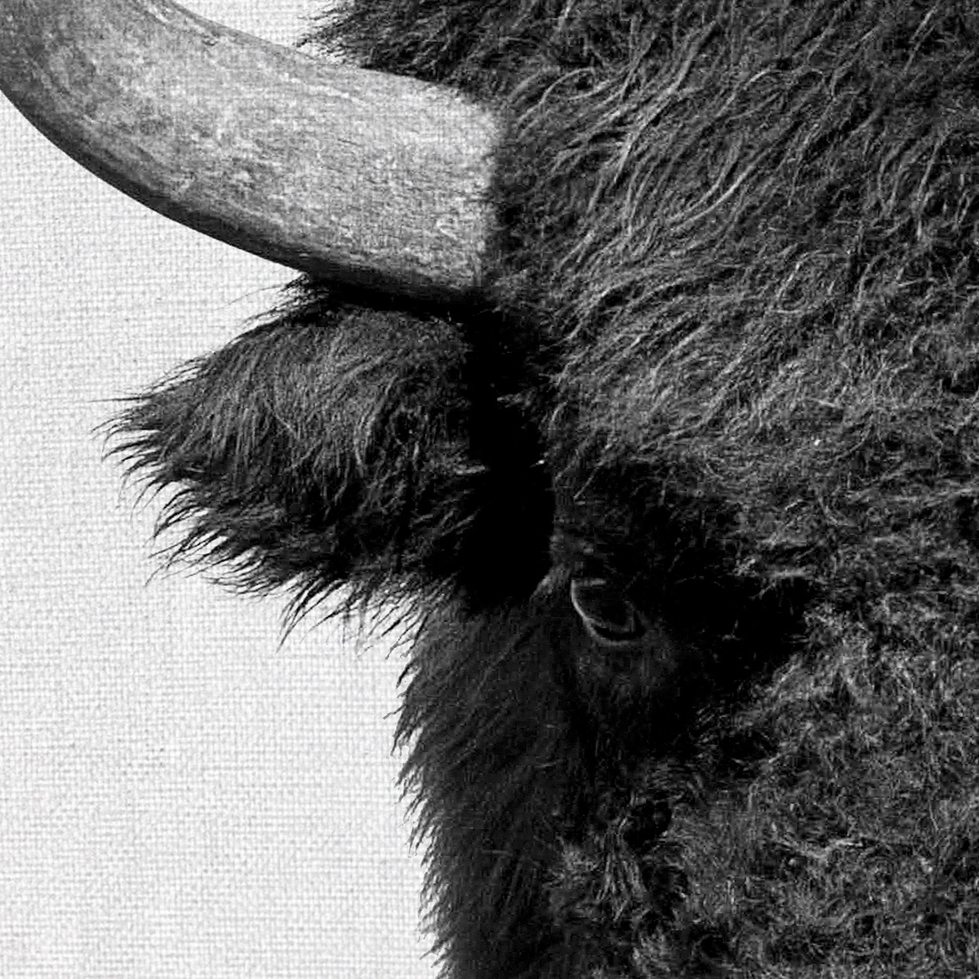 Masterpiece Art Gallery Roaming Wild Bison By Belle Maison Canvas Art Print 30" x 40"