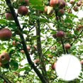 thumbnail image 3 of Milisten 50pcs Tree Branch Support Galvanized Steel Horticultural Branch Spreader Fruit Tree Limb Spreader Tree Branch Training Tool for Apple Pear Cherry Trees, 3 of 6