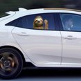 thumbnail image 4 of Car Window Sticker Person Size Passenger Side Right Sloth Waving Funny Universal, 4 of 9